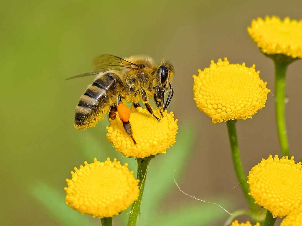 Sposoby na osy, pszczoły i szerszenie