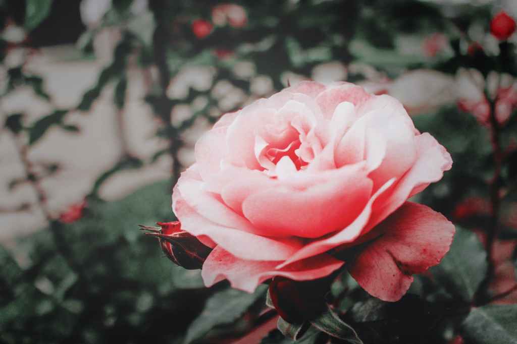 Czy, jak i kiedy przesadzać róże w ogrodzie?